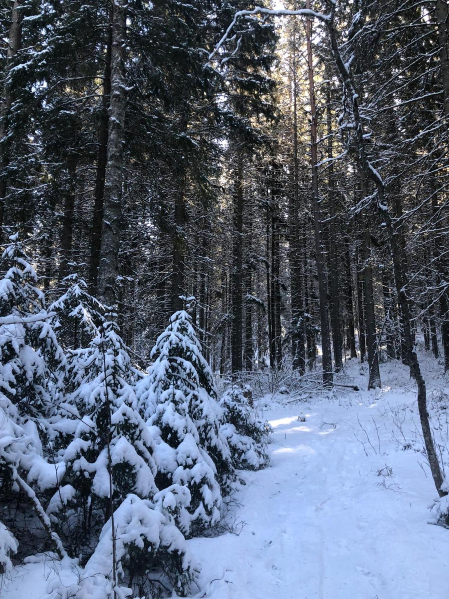 Kungsbergetnatur Järbo Eksteriør billede